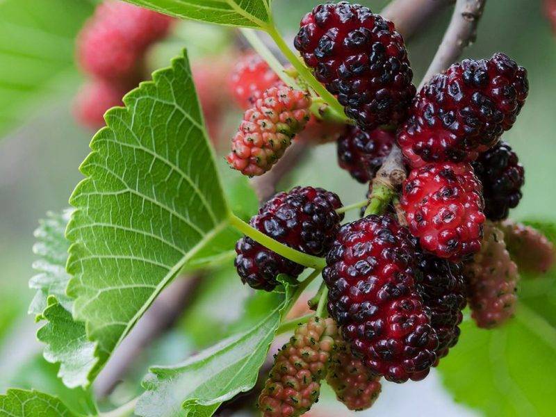 Шелковица купить саженцы из питомнике в Бугульме