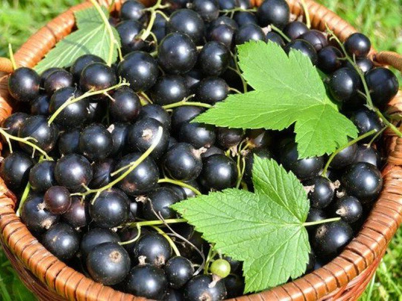 Смородина купить саженцы из питомника в Бугульме