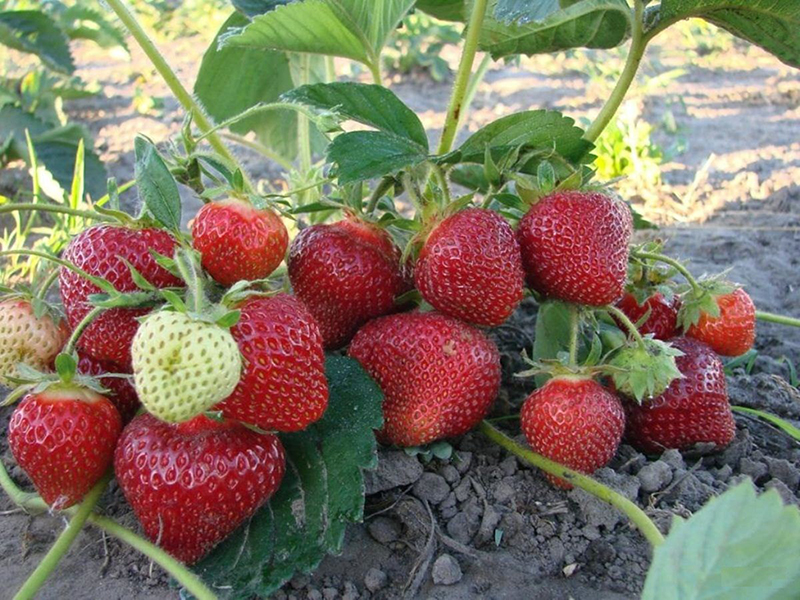 Клубника купить саженцы из питомника в Бугульме