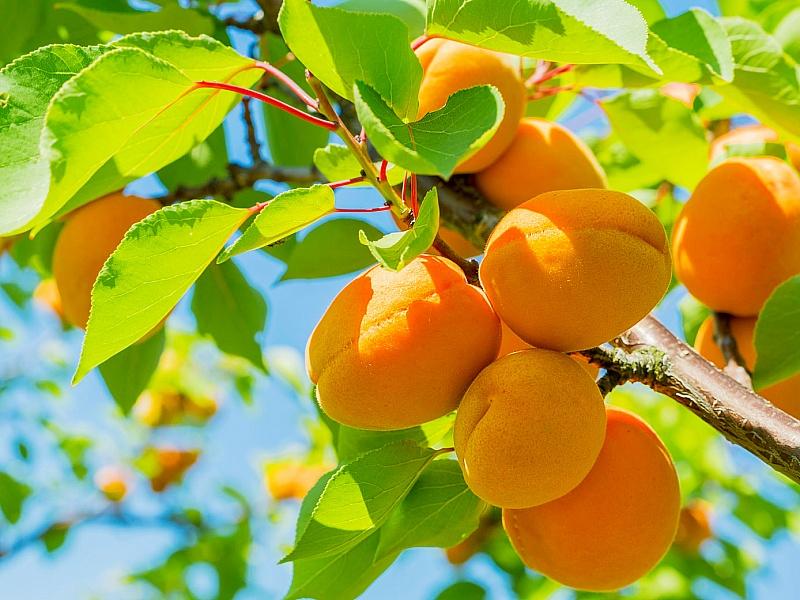 Абрикос купить саженцы из питомнике в Бугульме