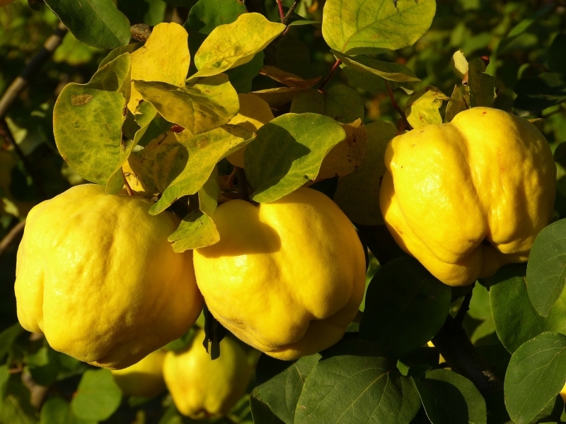Айва купить саженцы из питомника в Бугульме