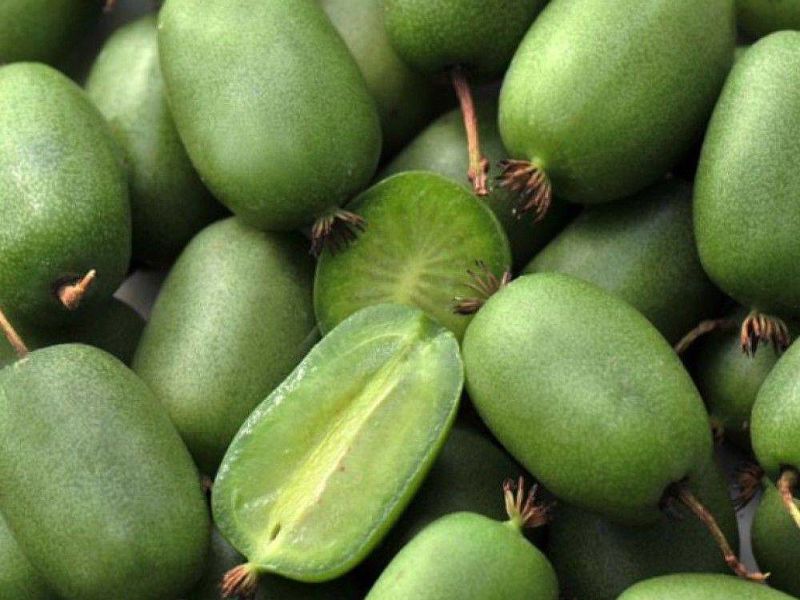 Актинидия купить саженцы из питомнике в Бугульме