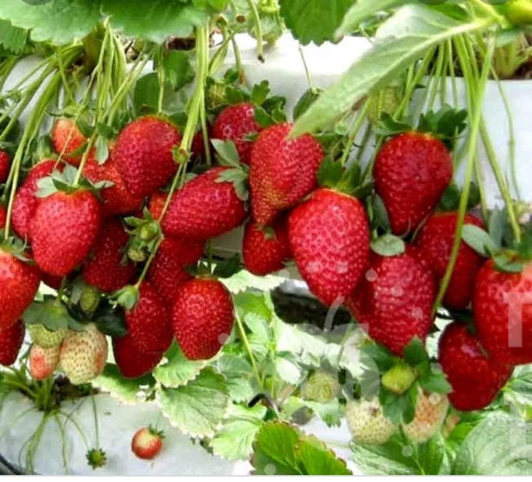 Клубника "МАЛЬГА" ремонтантная (7шт.)