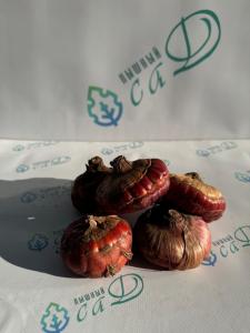 Гладиолус Грин Стар (5 шт. луковиц в упаковке)