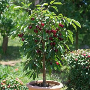 Вишня колоновидная "АШИНСКАЯ" поздняя