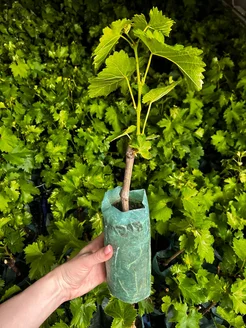 Виноград "БАГРОВЫЙ" ранний