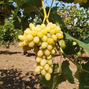 Виноград "ПЛЕВЕН"